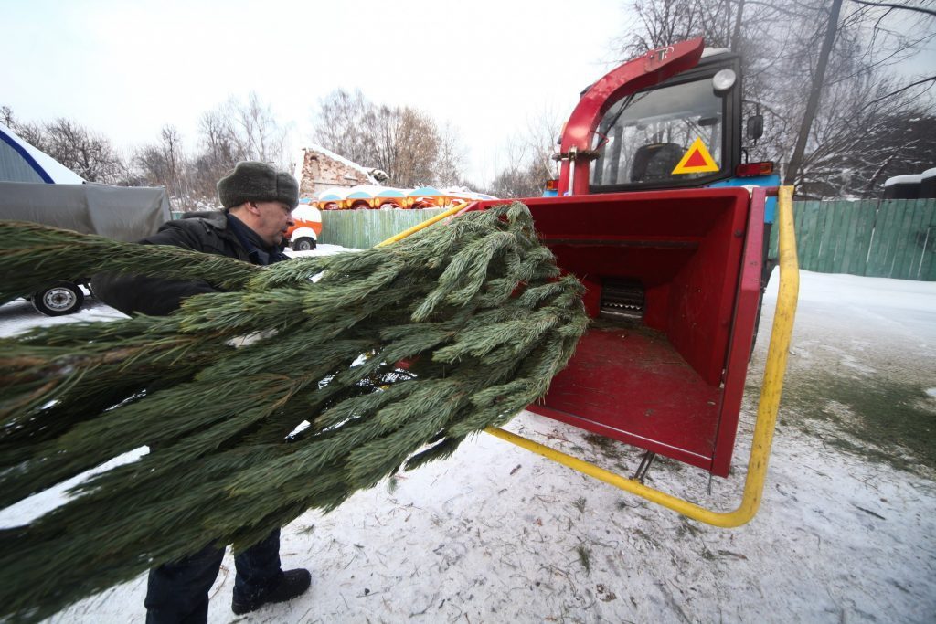Жители Некрасовки выберут адреса для пунктов приема новогодних елок