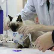 Ветеринарная клиника Добрый доктор фото 1 на сайте Nekrasovka.su